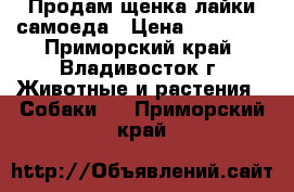 Продам щенка лайки самоеда › Цена ­ 25 000 - Приморский край, Владивосток г. Животные и растения » Собаки   . Приморский край